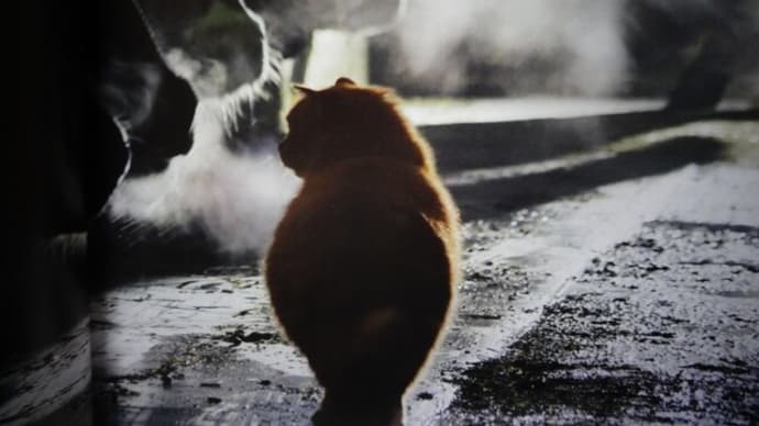 北海道の大地とネコ社会に生きるー岩合光昭さん写真展
