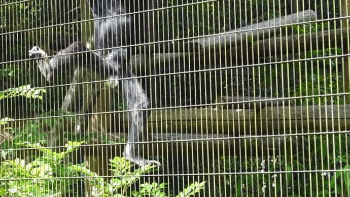 「1枚写真」と「園内のお花」