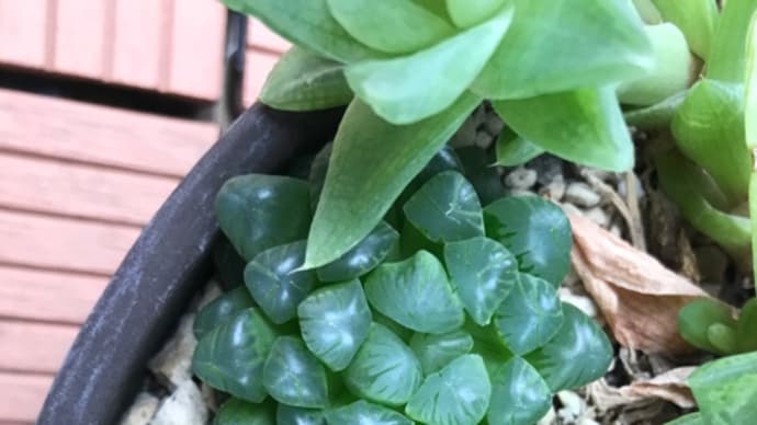 がんばる多肉植物