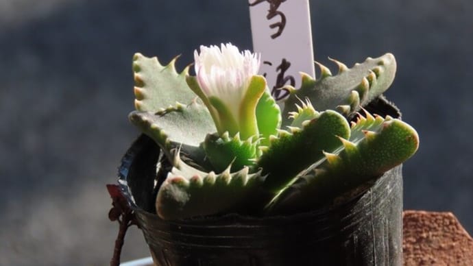 多肉の花が咲きました