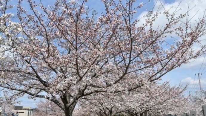 姫路市 手柄山中央公園 桜 '22
