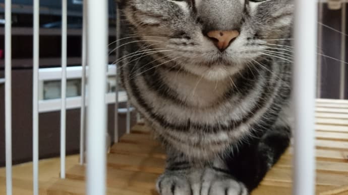 猫の日!