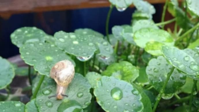 そろそろ梅雨のお話