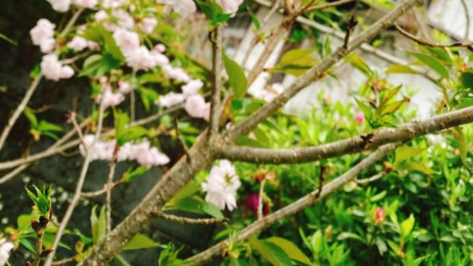 我が家の塩釜桜ちゃん☆
