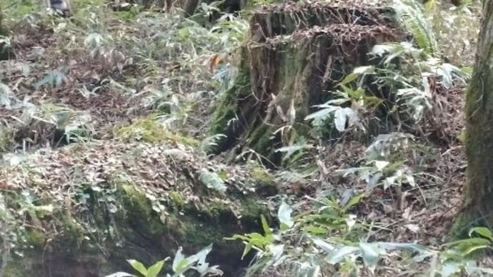 ブログ241108 母と娘の上高地旅〜河童橋から明神池--その4〜不思議な木がいっぱい