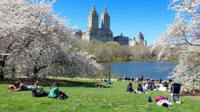 「世界の桜②」セントラルパーク~写真と短歌で綴る世界文化紀行