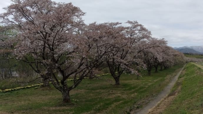 岩手県　雫石川園地 桜並木
