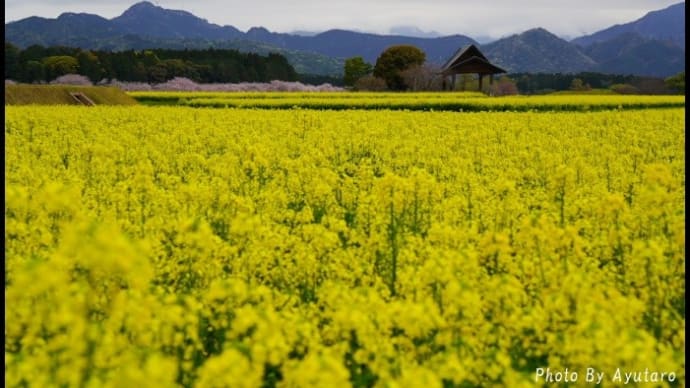 桜名所はやはり人出が多い