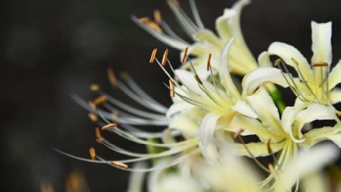 白花曼珠沙華