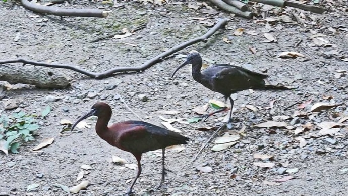キャンベルタウン野鳥の森 鳥たち