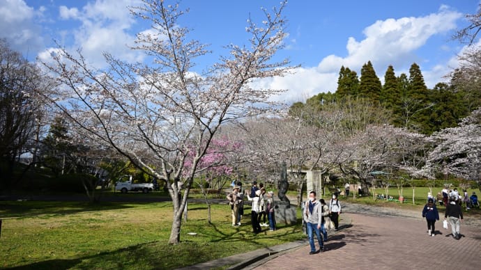 ◆見頃の「茂原公園（３／２０）」の桜