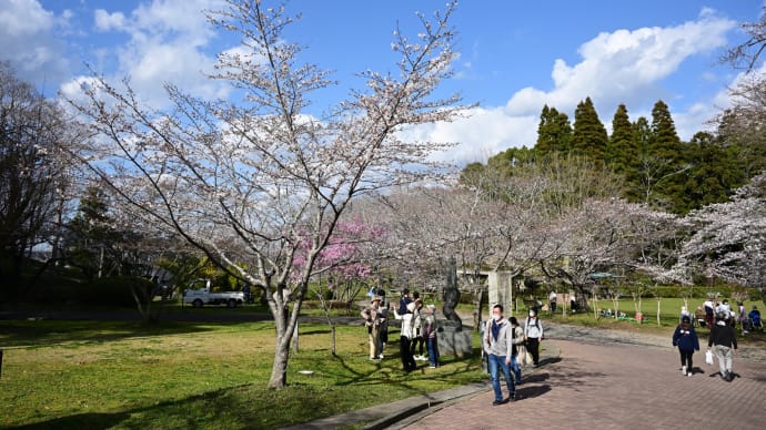 ◆見頃の「茂原公園(3/20)」の桜