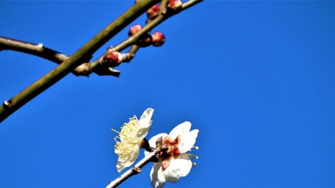 ２０２２・１・２２　白梅と紅梅が寒風にほんの少し咲き始めた大倉山公園