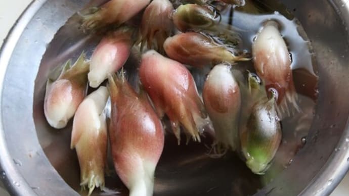 秋ミョウガで柴漬け