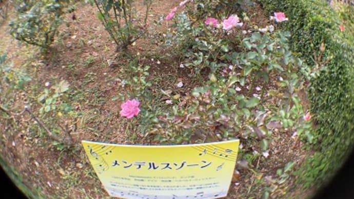 秋のメンデルスゾーン