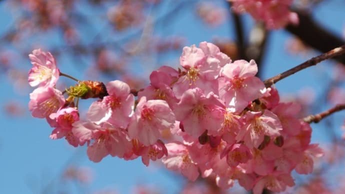 カワヅザクラ(河津桜)