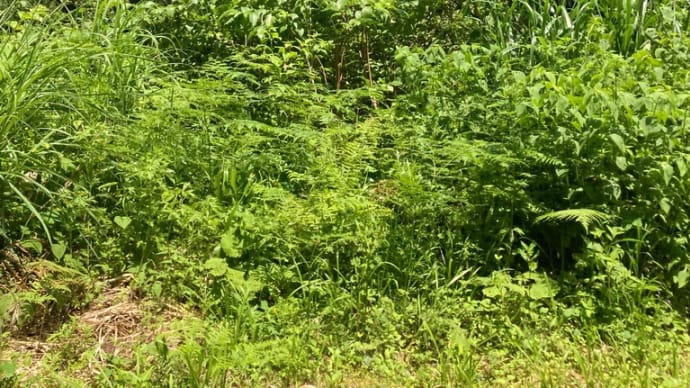 ふきは大きくなったかな? 山へ行ってみた