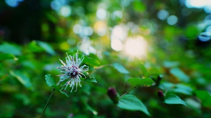 コウヤボウキの花とセンボンヤリの綿毛(赤塚植物園 2022.11.6撮影)