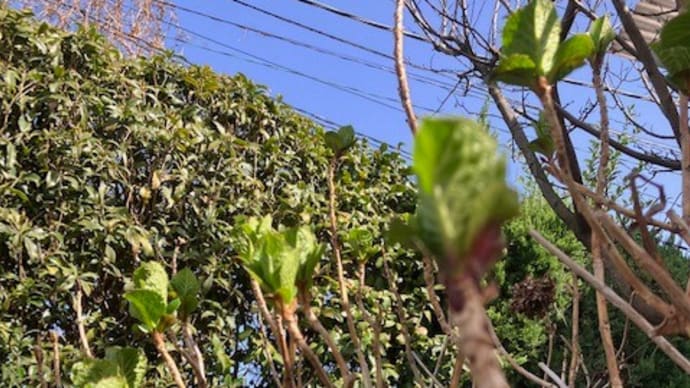 紫陽花の芽がでた!