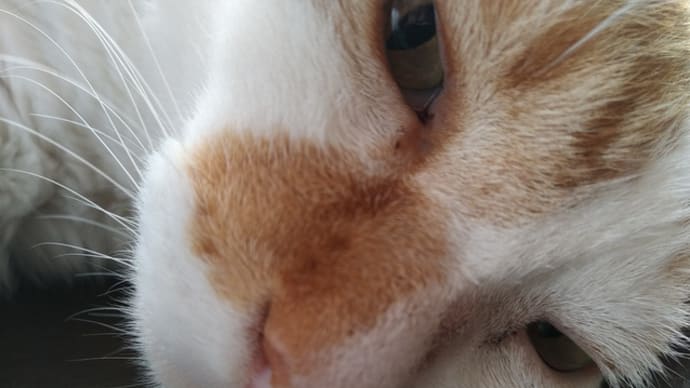 癌患者になったので献血は辞退