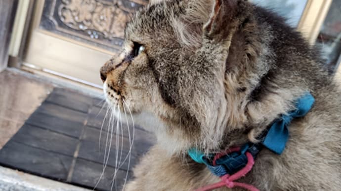 出迎え猫。