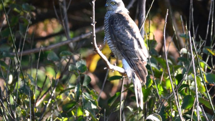 粟島の野鳥たち ハイタカ