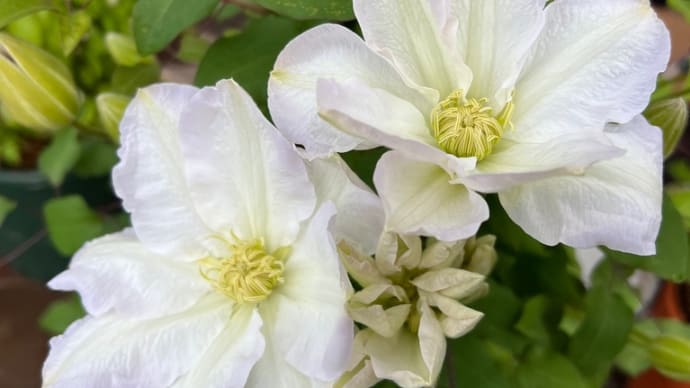 大輪の白い花＊育てやすい初心者向けのクレマチス＊＆多肉植物の春の植え替え
