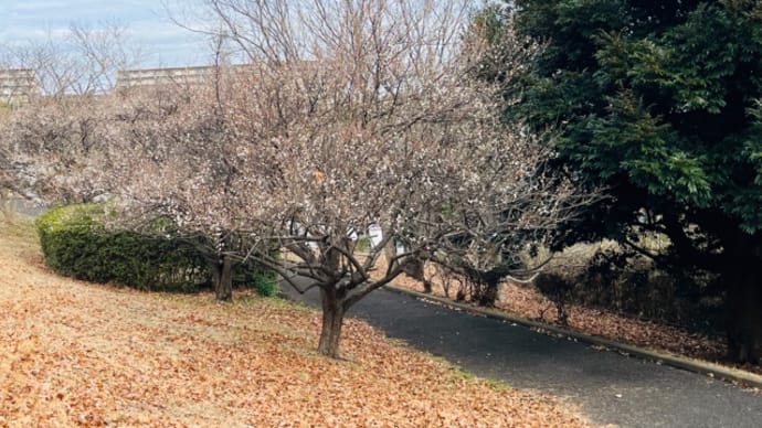 梅の木の下で