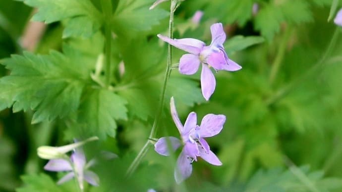 動物の名前の入った 毒草、毒花