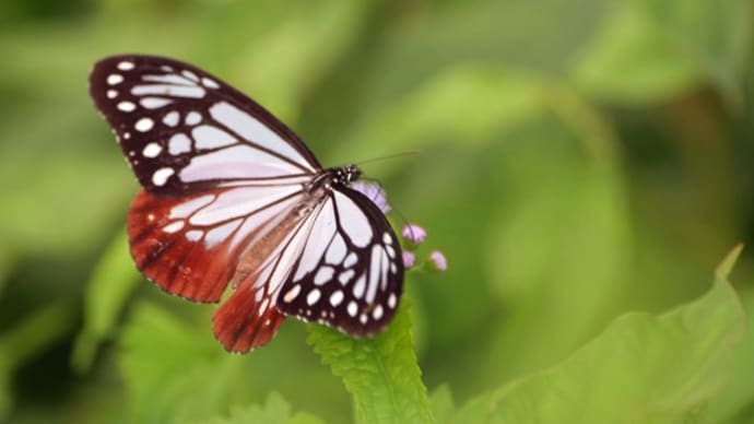 ユーパトリュームの花の吸蜜するアサギマダラ蝶(上)