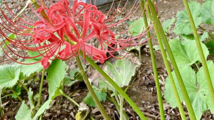 お寺の彼岸花