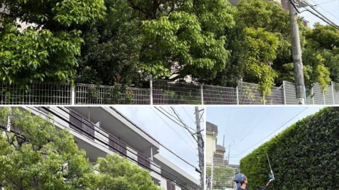 マンションの定期的な剪定作業