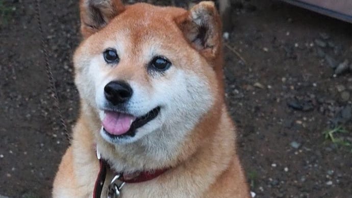 毎月15日はコマちゃんの日