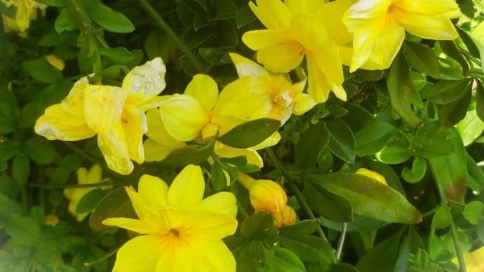 花写ン歩②v