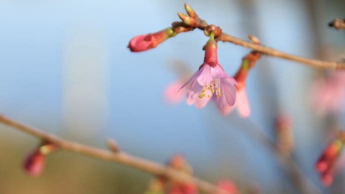 「阿亀桜/おかめざくら×6枚。」