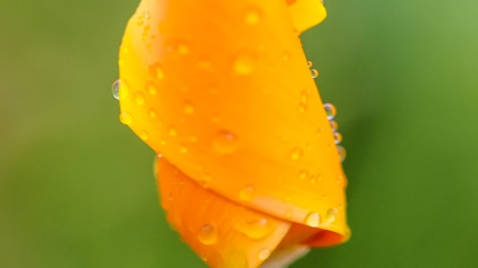 29/Apr 雨の花壇