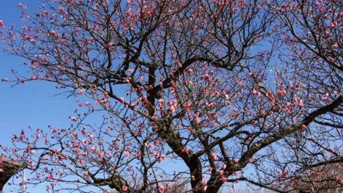 2025年 2月21日(金)の「足立区立大谷田公園」(1)
