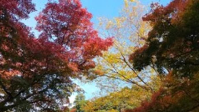 関西旅行 箕面大滝と大阪ミナミをブラブラ