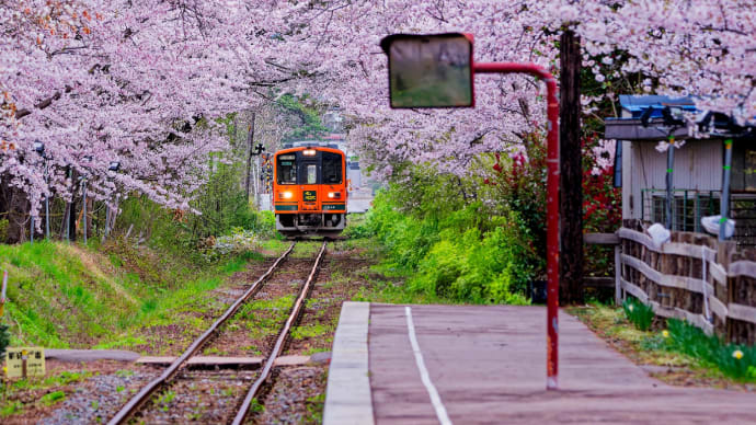 青森・北海道の撮影旅行その2(桜の津軽鉄道・芦野公園駅)