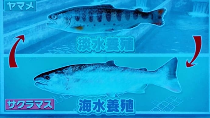 幻の魚・サクラマスについて