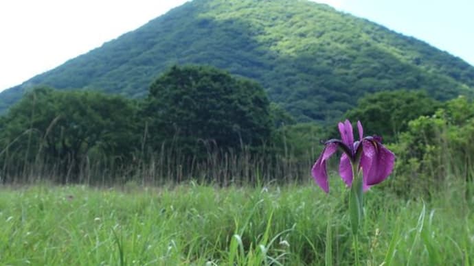 榛名山の花たち(二)