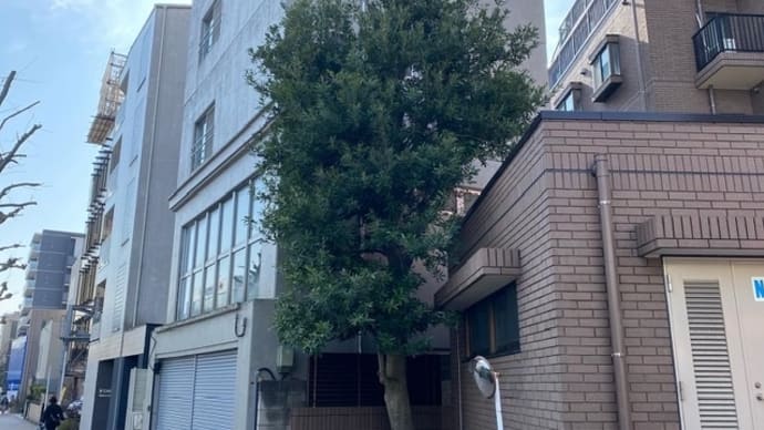 マンション植栽管理 新宿の植木屋 鈴木商店のブログ