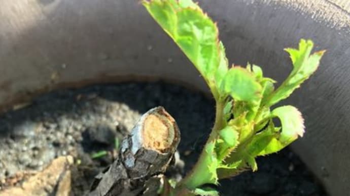 エヴリン頑張ってます