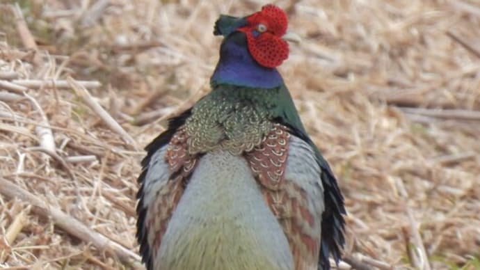 国鳥が幅をきかせる春の菅生沼
