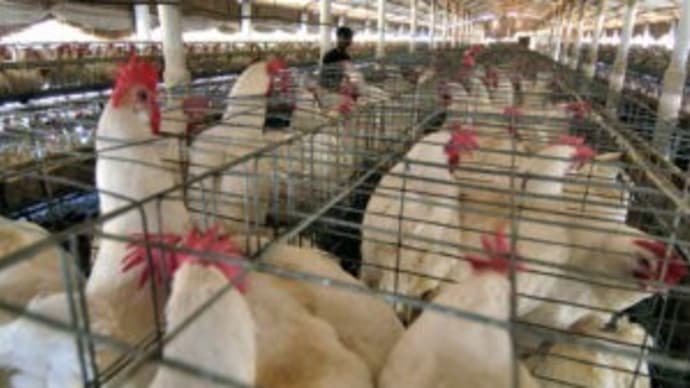 鳥インフルエンザ10事例 卵価格上昇に拍車?