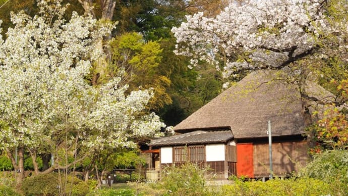 古民家と桜 馬場花木園