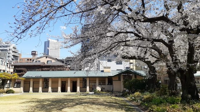 自由学園明日館の庭に咲く花