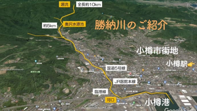 ほいとぼのブラ街歩き:小樽の勝納川に鮭の遡上を見に行く!(前編)