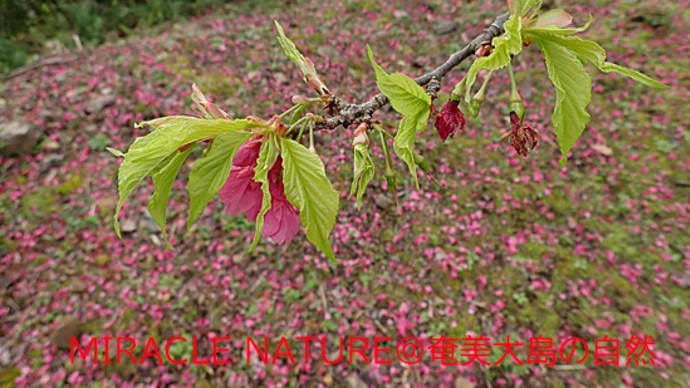 葉桜に入りました!