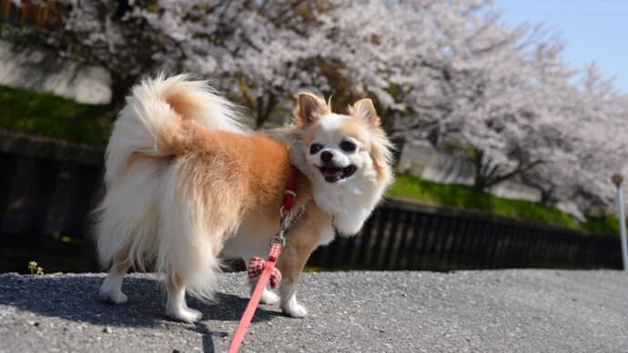 3月の思い出(4) 桜を追って(~4月)